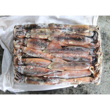 Frozen Illex Argentinus Squid